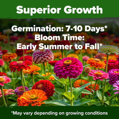 Zinnia Seeds Mix - Heirloom California Giant & Dahlia Flower Seeds