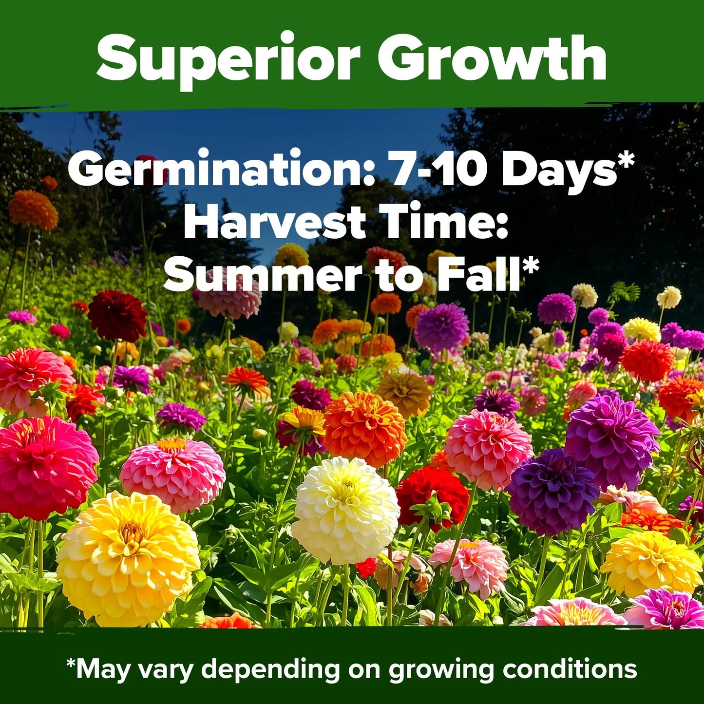 Zinnia Seeds Mix - Heirloom California Giant & Dahlia Flower Seeds