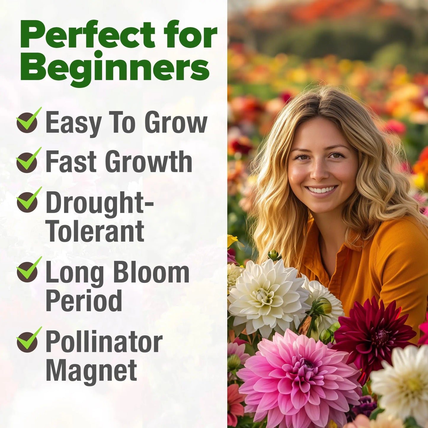 Zinnia Seeds Mix - Heirloom California Giant & Dahlia Flower Seeds